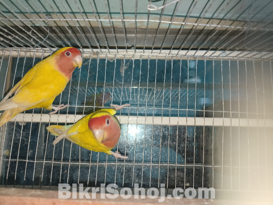 LOVE-BIRD